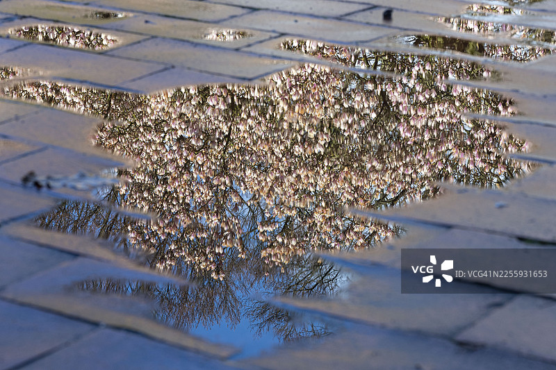 春季开花的木兰花（Magnolia），德国下萨克森州克洛彭堡。图片素材