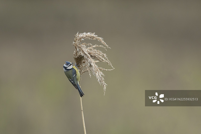 蓝冠山雀（Cyanistes caeruleus）成鸟在英国英格兰的芦苇植物种子头上觅食图片素材