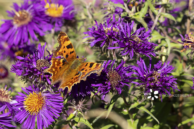 夏季，英国英格兰，逗号蝴蝶（Polygonia c-album）成虫在花园的紫色紫菀花上觅食图片素材