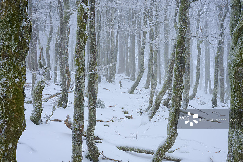 浓雾中的密林树干营造出神秘的冬日氛围，铜色山毛榉（Fagus sylvatica），冬季，霍内克，拉布雷斯，孚日，法国图片素材