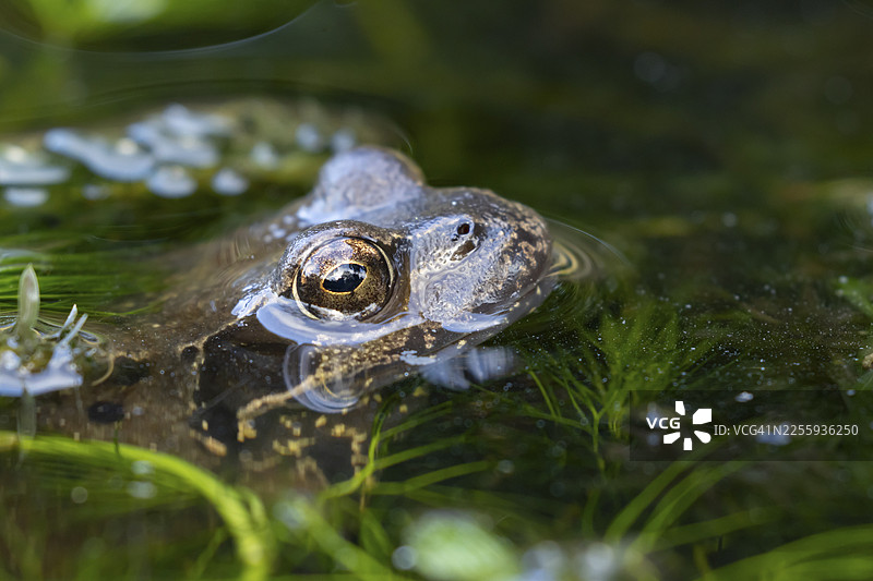 普通蛙（Rana temporaria）成体两栖动物，在英国英格兰的花园池塘水面上，周围是水生植物。图片素材