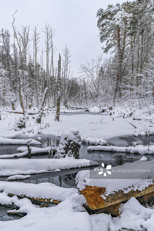 冬季,勃兰登堡州巴尔尼姆自然公园布里斯河畔的森林中,河狸筑坝形成的景观,河狸筑坝的河谷被白雪覆盖,布里斯河谷,巴尔尼姆自然公园,勃兰登堡,德国图片素材