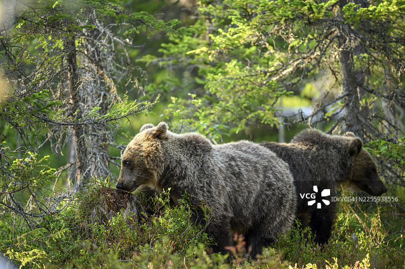 两只棕熊（Ursus arctos）在芬兰拉普兰的卡累利阿地区，一同探索茂密的绿色灌木丛图片素材
