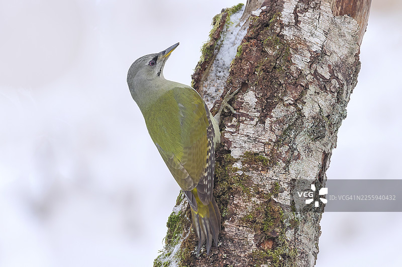 灰头啄木鸟（Picus canus），或称大斑啄木鸟，雌性栖息在长满苔藓的桦树上，野生动物，啄木鸟，鸟类，自然摄影，冬季，德国北莱茵-威斯特法伦州锡根兰地区的新基兴图片素材