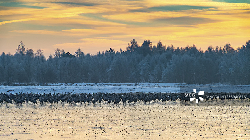 白鹤（Grus grus）在下萨克森州戈尔登施泰特沼泽的冰面上栖息图片素材