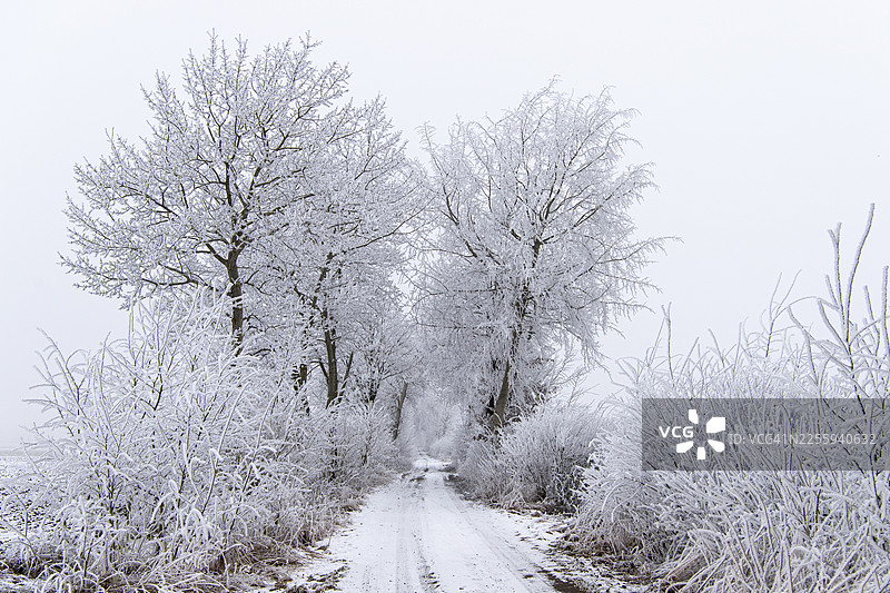 德国下萨克森州韦斯特鲁普的霍尔雷夫的树图片素材
