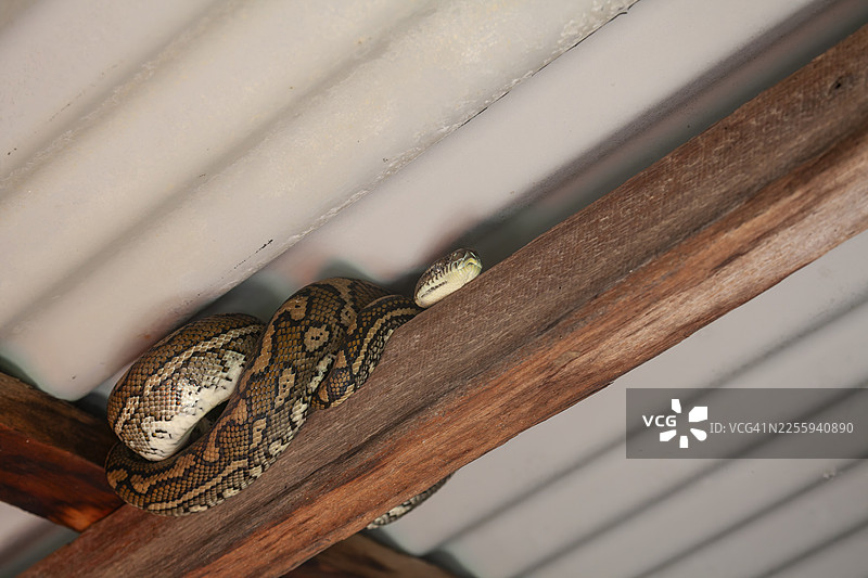 一条地毯蟒在澳大利亚新南威尔士州拜伦湾当地停车场，在波纹金属屋顶下放松休息。图片素材