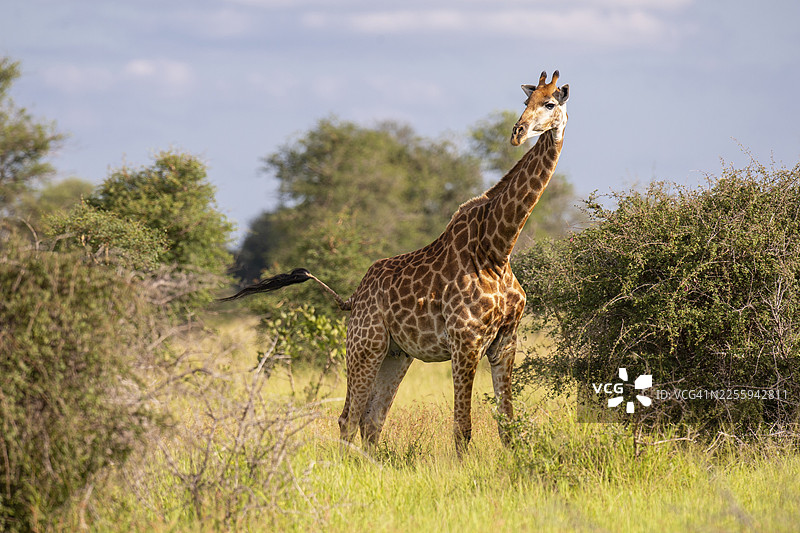 非洲克鲁格国家公园的草原上的长颈鹿（长颈鹿属）图片素材