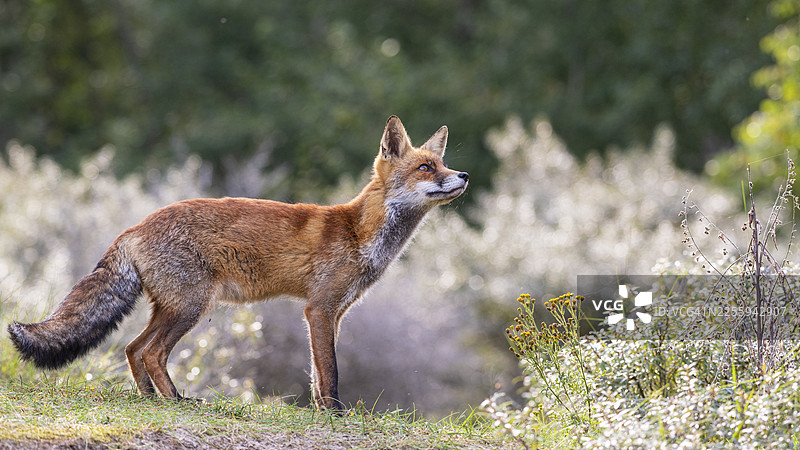 荷兰赞德福特，一只专注的赤狐（Vulpes vulpes）在树上图片素材