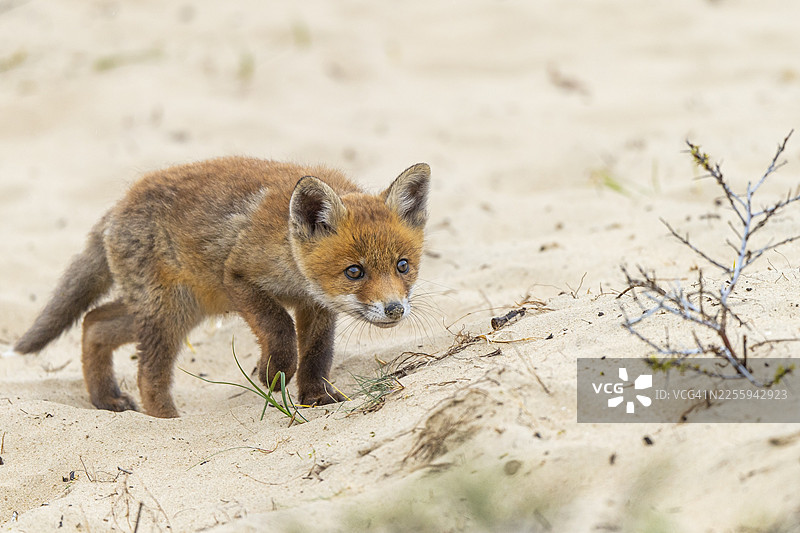 狐狸（Vulpes vulpes）幼崽，可爱，荷兰赞德沃特图片素材