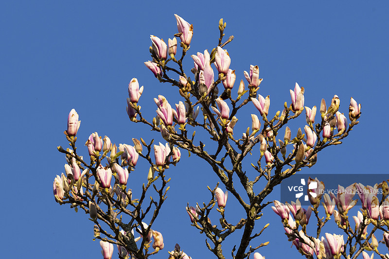 春天盛开的木兰花（Magnolia），德国下萨克森州克洛彭堡图片素材