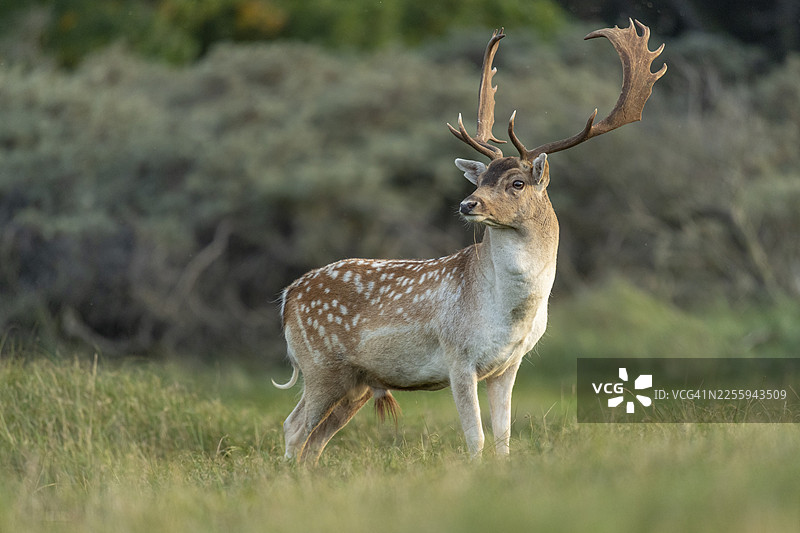 赤鹿（梅花鹿），雄性，鹿，赞德福特，北荷兰，荷兰图片素材