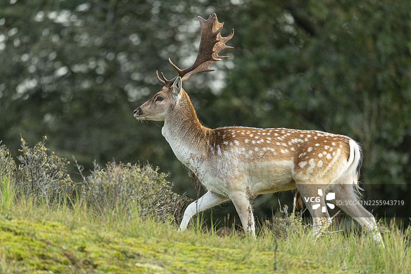 梅花鹿 (Dama dama)，雄性，鹿，赞德福特，北荷兰省，荷兰图片素材