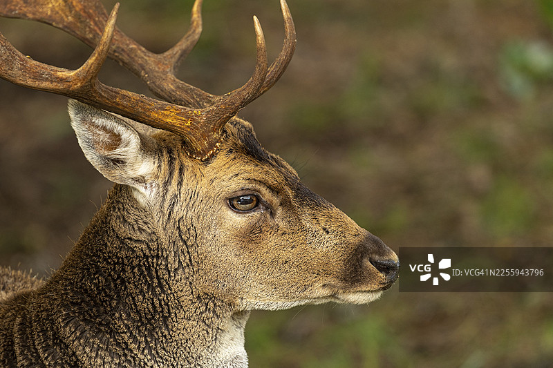 梅花鹿 (Dama dama)，雄性，鹿，赞德福特，北荷兰，荷兰图片素材