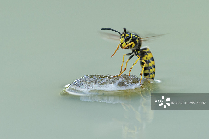飞行的黄蜂（胡蜂亚科），德国下萨克森州菲赫塔图片素材