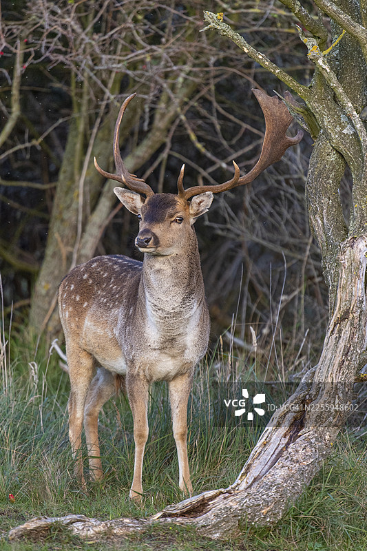 欧洲马鹿（Dama dama），雄性，鹿，赞德沃特，北荷兰，荷兰图片素材
