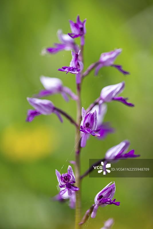 头盔兰（Orchis militaris），德国图林根州耶拿市洛伊特拉图片素材