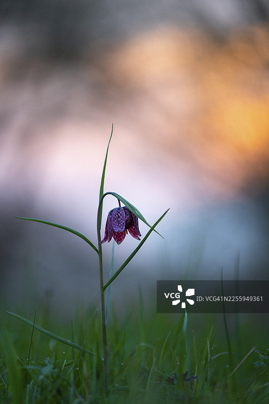 春季日出时，德国下萨克森州伯恩湿地草甸中的蛇头花（Fritillaria meleagris）图片素材