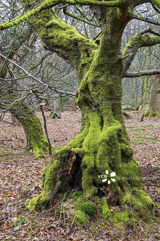 位于德国下萨克森州奥尔登堡明斯特兰地区埃姆斯特克阿尔霍恩鱼塘自然保护区内的胡德瓦尔德原始森林树木步道上的枯死枝干老树图片素材