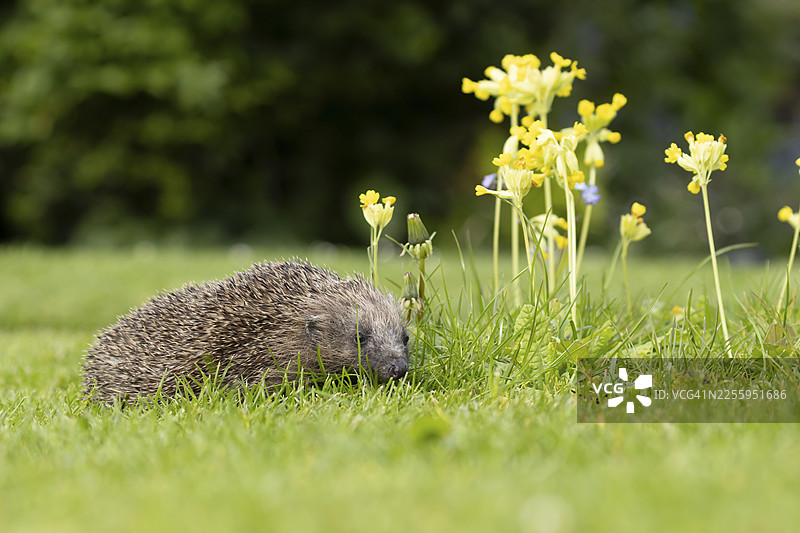 春季，英格兰，英国，花园草坪上的成年欧洲刺猬（Erinaceus europaeus）与欧洲报春花图片素材