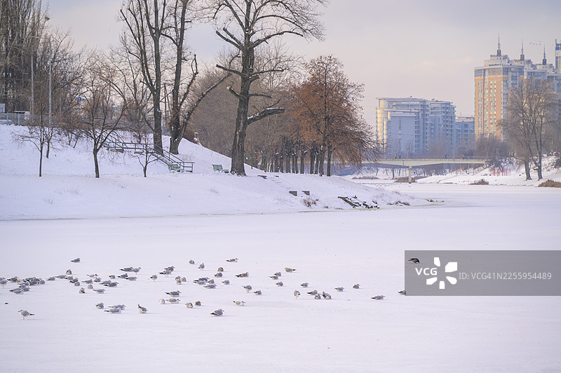 冬天城市公园里，海鸥栖息在冰封的河流上图片素材