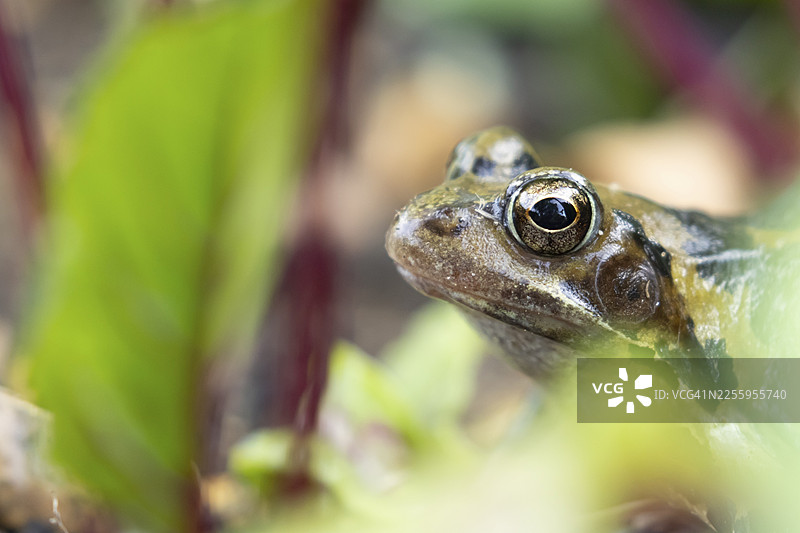常见的欧洲助产蛙（Rana temporaria）成蛙在夏季的英格兰、英国的菜园里，置身于甜菜之间图片素材