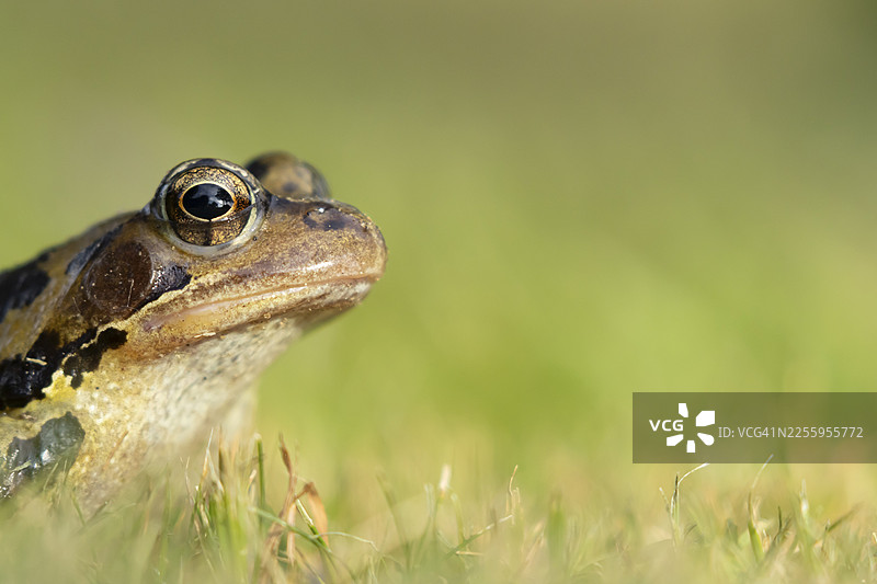 常见的欧洲长脚蛙（Rana temporaria）成体，夏季在英国英格兰的花园草坪上图片素材