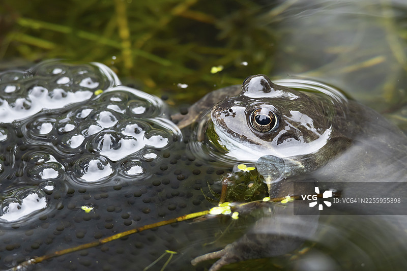 春季，英国英格兰花园池塘水面上的成年普通蛙（Rana temporaria）及其卵块图片素材