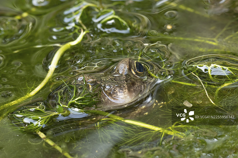 英国英格兰花园池塘水面上的成年普通蛙（Rana temporaria），夏季，水生植物丛中图片素材