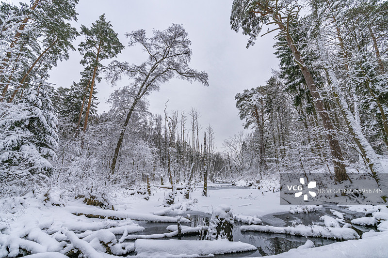 冬季,勃兰登堡州巴尔尼姆自然公园布里斯河畔的森林中,河狸筑坝形成的景观,河狸筑坝的河岸被雪覆盖,河中有倒下的树木,布里斯河谷图片素材