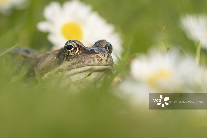 普通蛙（Rana temporaria）成体两栖动物在夏天的花园草坪上，有雏菊，英格兰，英国图片素材