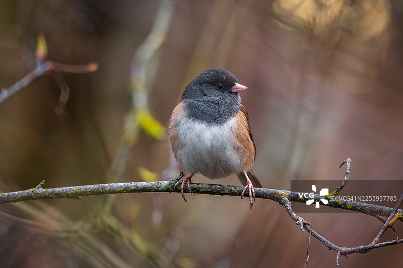 黑眼雀图片素材