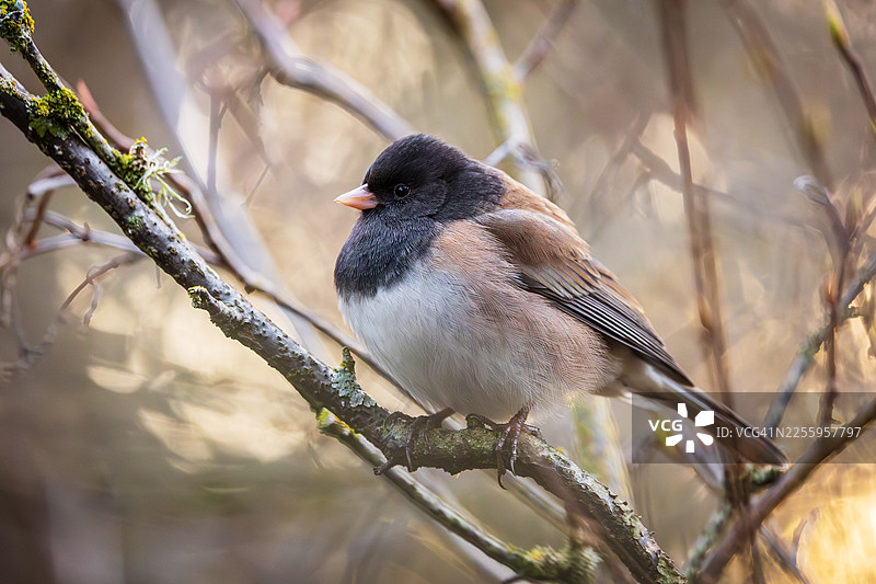 黑眼俊雀图片素材