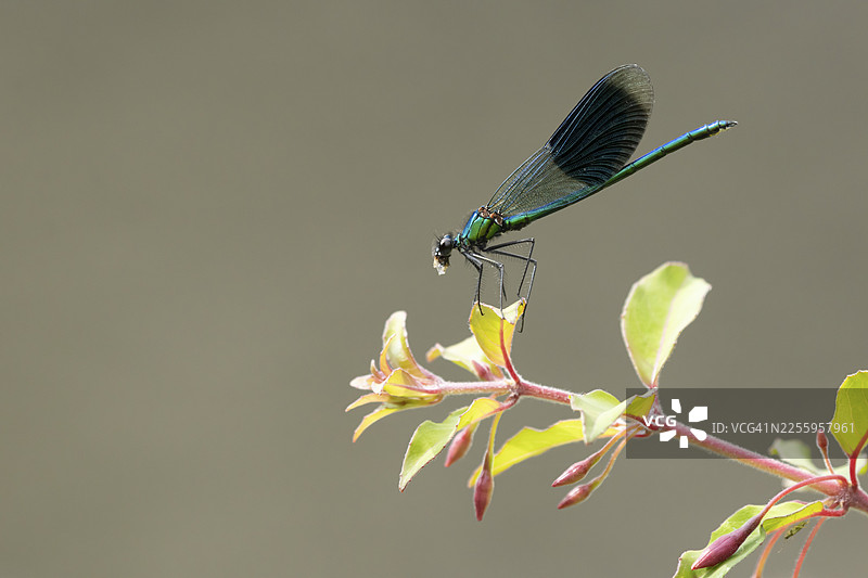 英国夏季，花园的倒挂金钟植物上，一只成年雄性带纹锦蟌（Calopteryx splendens）正在取食粉虱。图片素材