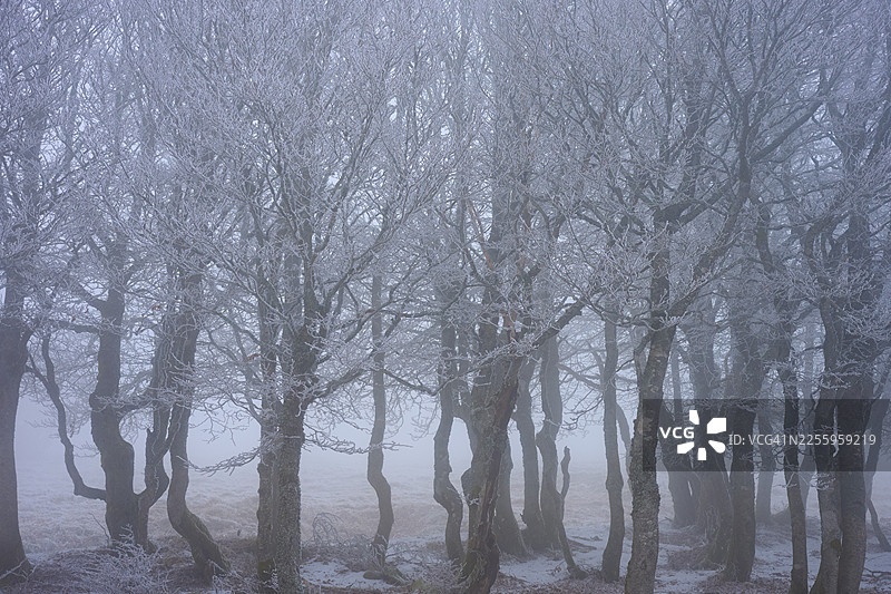 寒冷神秘的冬季森林中，雾气弥漫的树木，欧洲山毛榉，冬季，霍内克，拉布雷斯，孚日山脉，法国图片素材