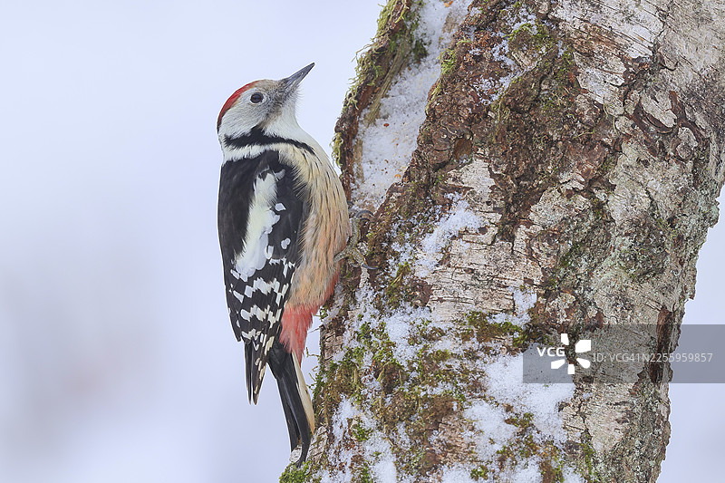栖息在长满苔藓的旧桦树上的中斑啄木鸟（Dendrocopos medius），野生动物，啄木鸟，自然摄影，冬季，德国北莱茵-威斯特法伦州锡根地区诺因基兴图片素材