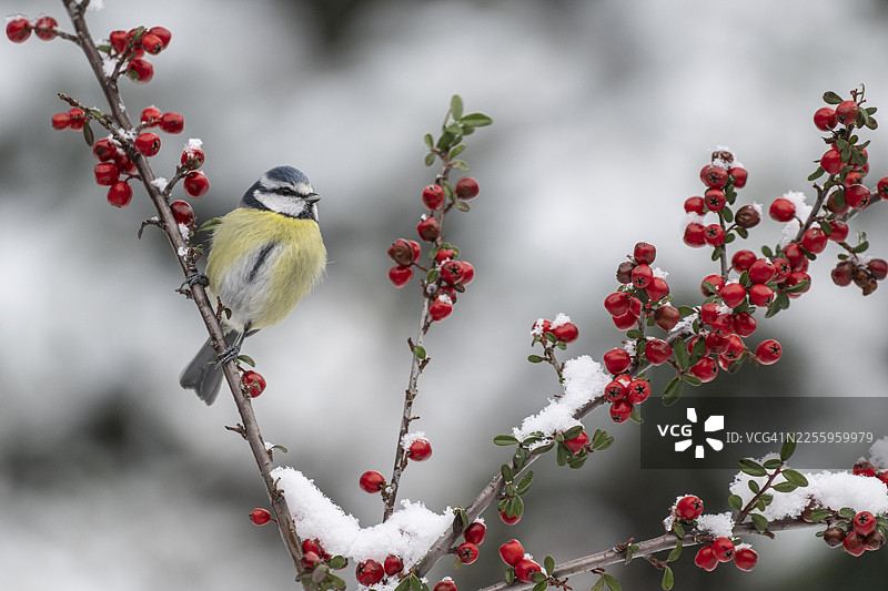 蓝冠山雀（Parus caerulea），德国下萨克森州埃姆斯兰图片素材
