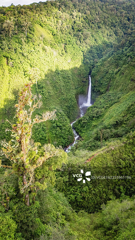 郁郁葱葱的热带雨林山谷中奔腾的瀑布图片素材