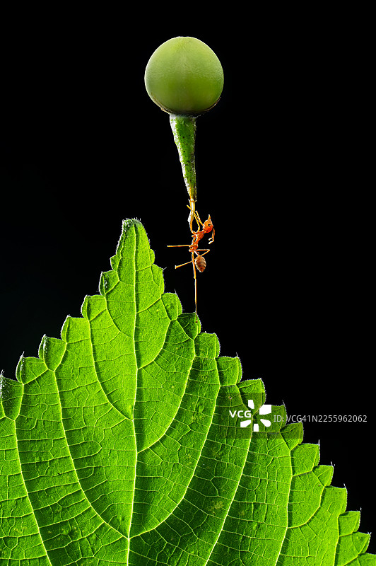特写：一只蚂蚁在印尼一片叶子上举起沉重的种子图片素材
