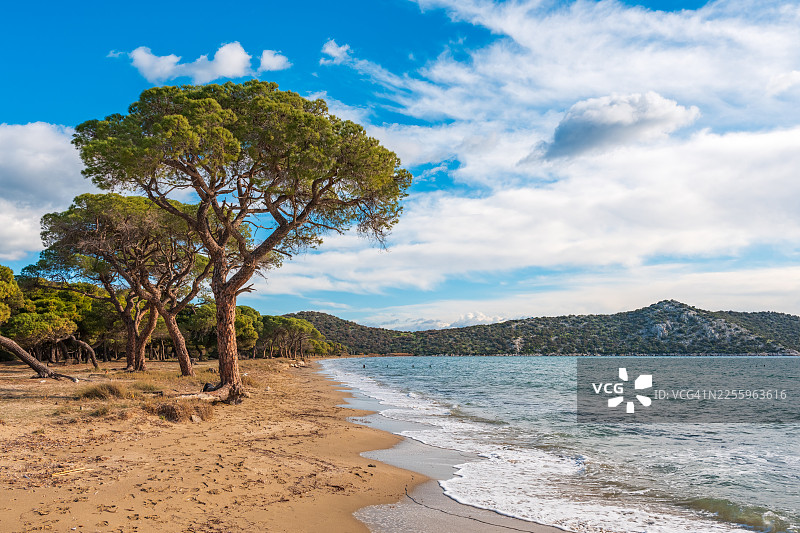 松树林和沙滩图片素材