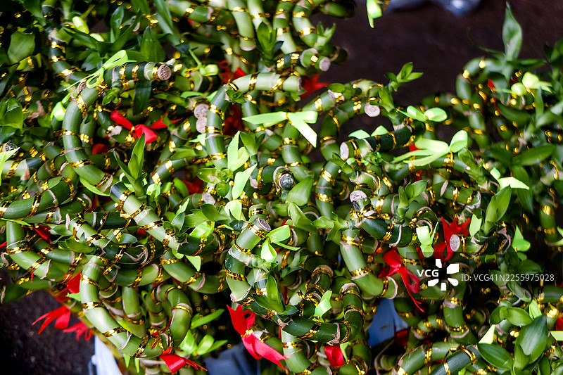 越南农历新年装饰，饰有富贵竹图片素材
