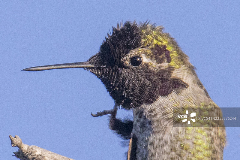 一只安娜蜂鸟用脚抓痒的特写图片素材