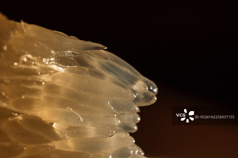 深色背景下柚子果瓣边缘的特写，多汁的柑橘质感图片素材