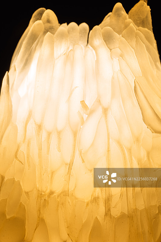 纵向微距拍摄的剥开的葡萄柚果瓣，带有发光的柑橘纹理图片素材