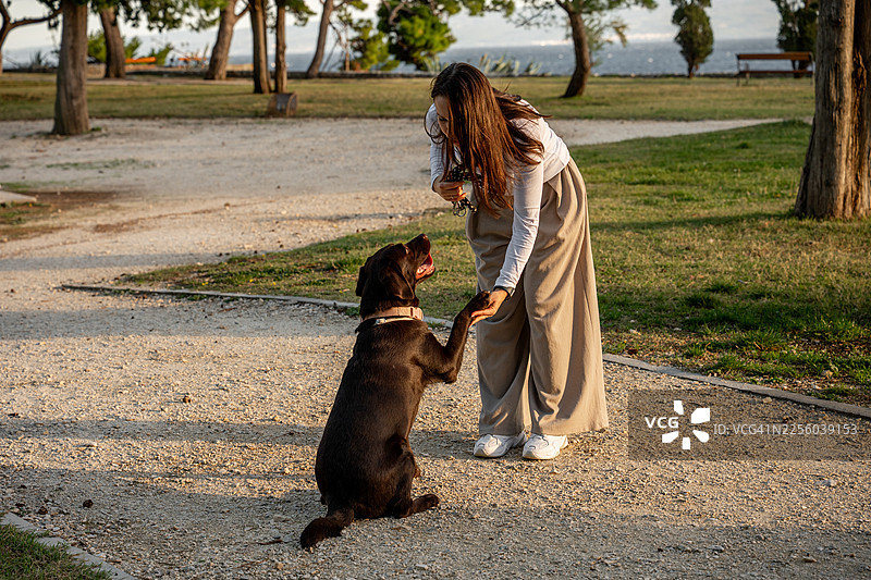 女子在公园训练巧克力拉布拉多犬握手图片素材