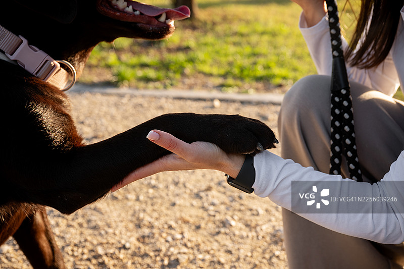狗爪搭在人手上，展现信任与羁绊图片素材