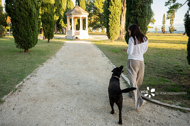 年轻女子在公园里遛巧克力拉布拉多犬图片素材