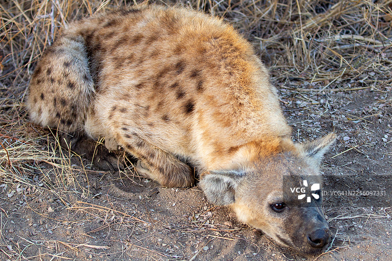 斑鬣狗，克鲁格国家公园，南非图片素材