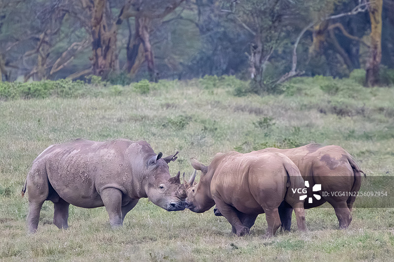 白犀牛，纳库鲁湖国家公园，肯尼亚图片素材