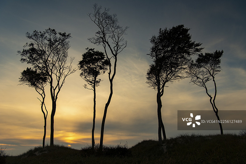日落时分,德国梅克伦堡-前波美拉尼亚州阿尔恩斯霍普菲施兰-达尔斯-津格斯特西海滩上的山毛榉,波罗的海图片素材